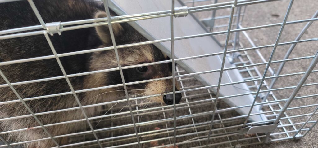 Wildlife Control Midland