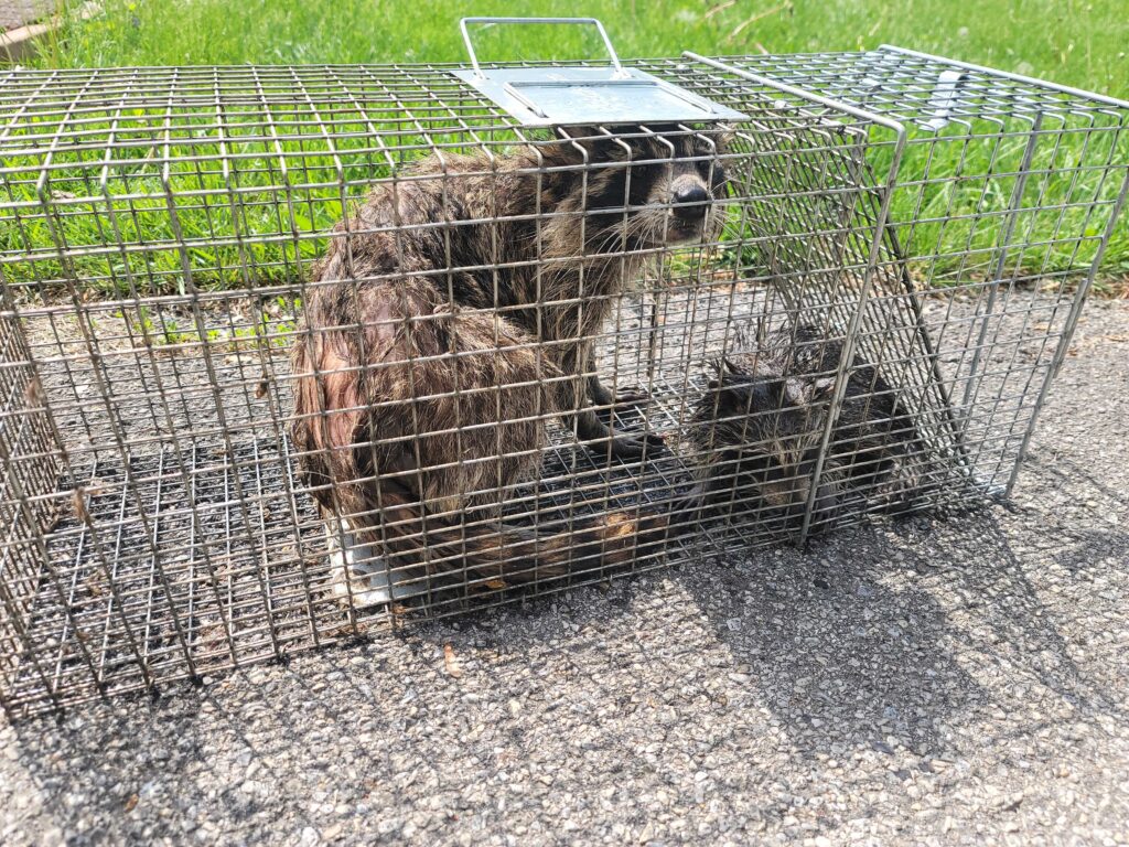 Wildlife Control Midland