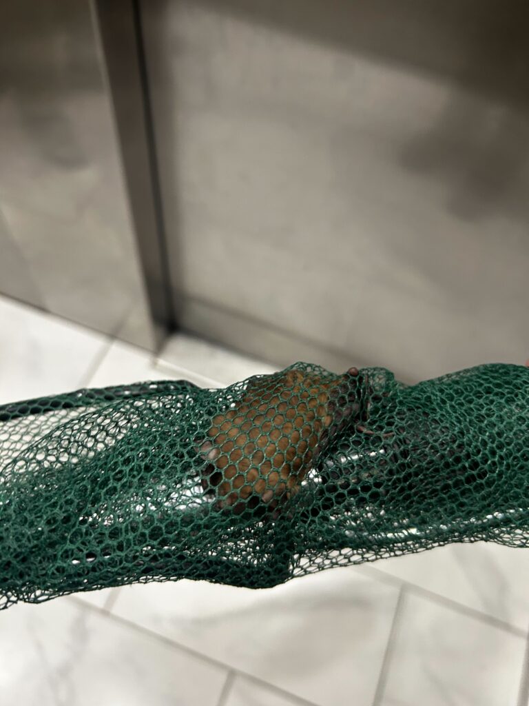 Wildlife Control Midland