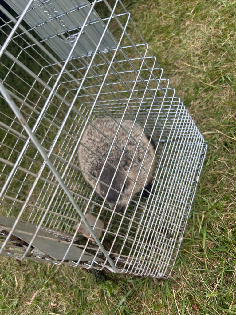 Wildlife Control Midland