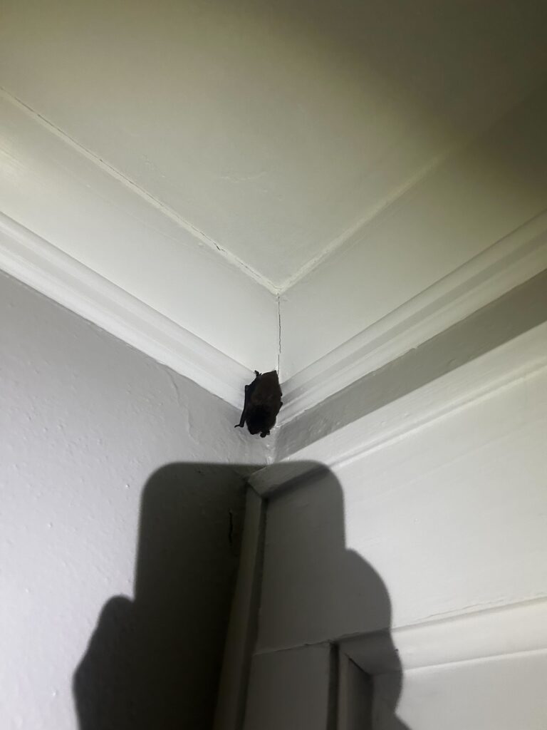 Wildlife Control Midland